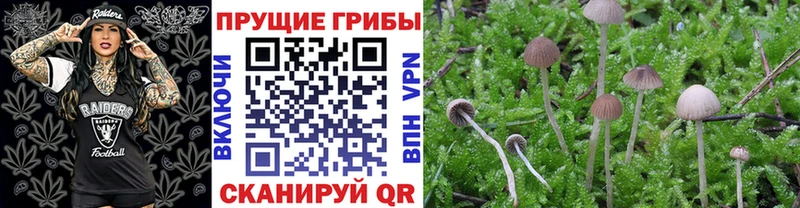 Галлюциногенные грибы Magic Shrooms  где купить наркоту  Приволжский 